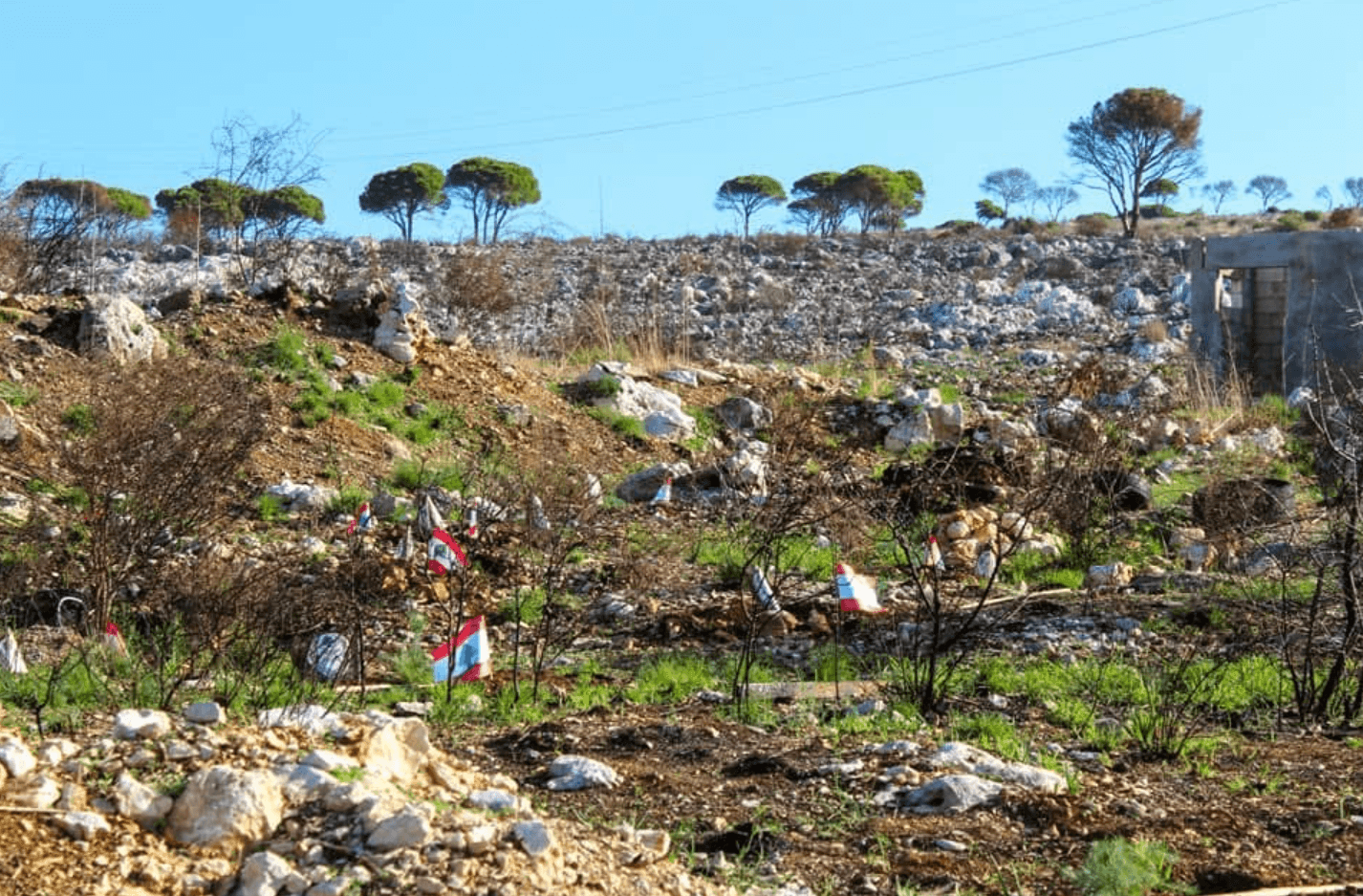 Independence Day Tree Planting Initiative